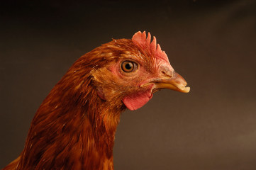 Brown hen standing in front