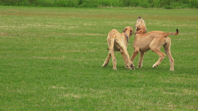 Irish wolfhound. Breed greyhounds. 4K.