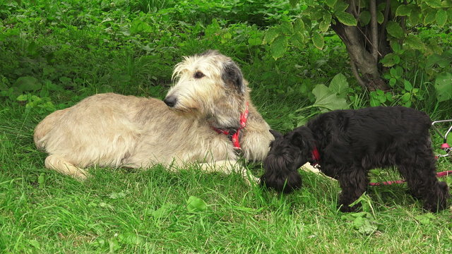 Irish wolfhound. Breed greyhounds. 4K.