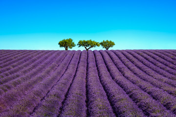 Plakat Lavender and trees uphill. Provence, France