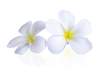 Fototapeta na wymiar frangipani flower isolated white