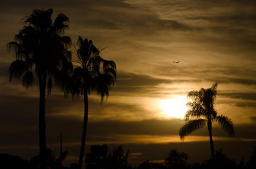 Obraz premium Sunset near City Beach with Palms and Bird