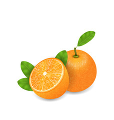 Photo Realistic Set Orange Fruits