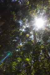 Fototapeta premium the sun breaks through the trees in the jungle