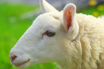 羊の横顔