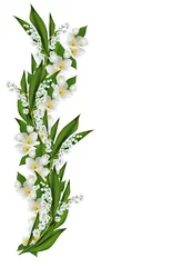 Wall murals Lily of the valley branch of jasmine flowers isolated on white background