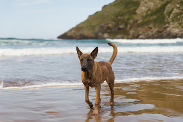 Belgian Malinois dog in the beach, sunny day