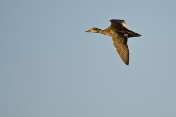 Gadwall Duck Flying in a Blue Sky