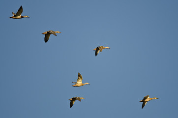 Flock of Mallard Ducks Flying in a Blue Sky