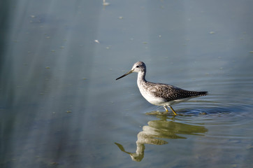 Greater Yellowlegs Hunting in the Shallow Water