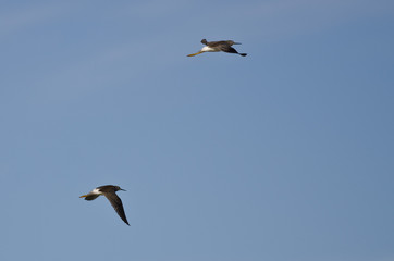 Pair of Sandpipers Flying in a Blue Sky