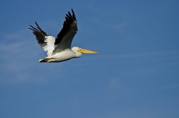 Fototapeta na wymiar American White Pelican Flying in a Blue Sky