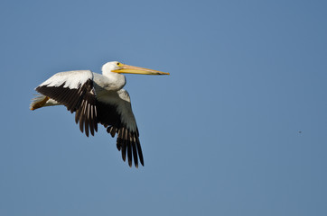 American White Pelican Flying in a Blue Sky