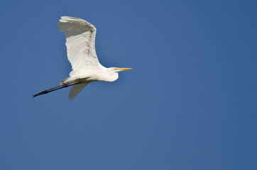 Great Egret Flying in a Blue Sky
