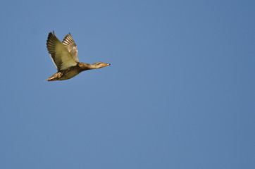 Mallard Duck Flying in a Blue Sky