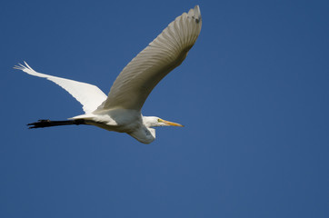 Great Egret Flying in a Blue Sky