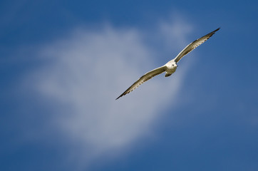 Ring-Billed Gull Flying in a Cloudy Blue Sky
