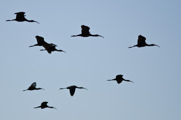 Flock of Silhouetted White-Faced Ibis Flying in a Blue Sky