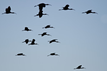 Flock of Silhouetted White-Faced Ibis Flying in a Blue Sky