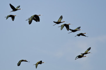 Flock of White-Faced Ibis Flying in a Blue Sky