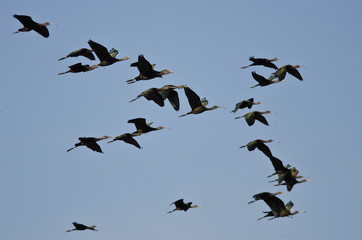 Flock of White-Faced Ibis Flying in a Blue Sky