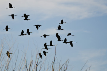 Flock of White-Faced Ibis Flying Low Over the Marsh