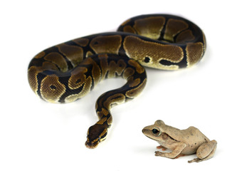 Royal Python, or Ball Python in studio against a white backgroun
