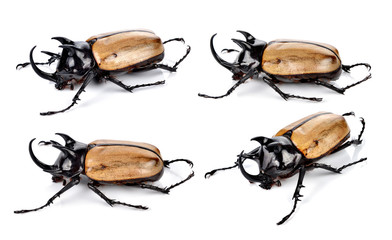 fighting beetle (rhinoceros beetle) isolated on white