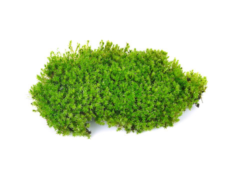 Green Moss Isolated On White Bakground