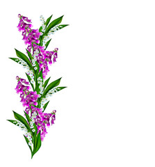 blue flowers campanula isolated on white background