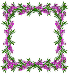 blue flowers campanula isolated on white background