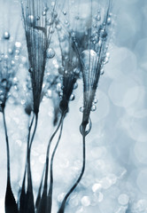 Dewy dandelion flower close up