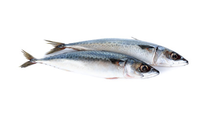 whole round blue mackerel on white background
