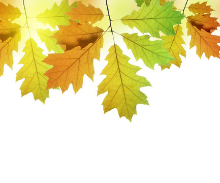 Autumn leaves of oak tree isolated on white background