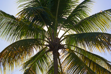 Fototapeta premium Coconut palm tree at close up against the afternoon sun. Sunrays travel through leaves of coconut palm tree.