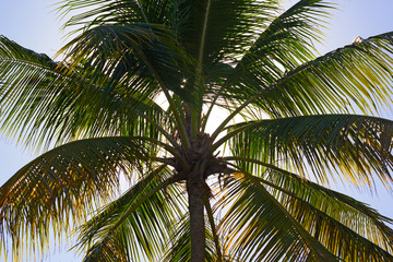 Coconut palm tree at close up against the afternoon sun. Sunrays travel through leaves of coconut palm tree.
