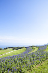 青空とサルビアの花畑