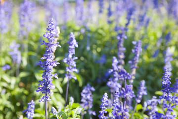 Obraz premium サルビアの花畑