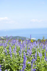 青空とサルビアの花畑