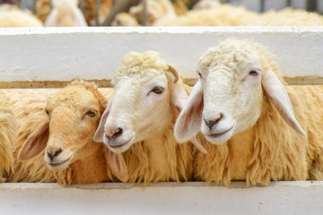 Sheep in Farm