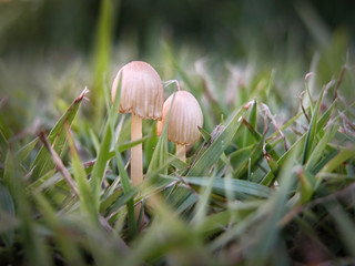 Small fungus in grass