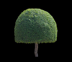 Old tree circle design isolated black background.