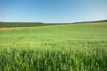 Meadow of oats.