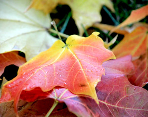 Wet maple autumn leaves after rain