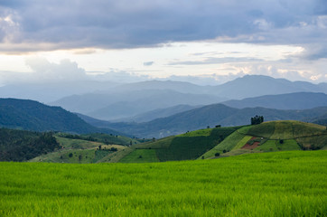 Obraz premium Rice field, Rural mountain view, Beautiful landscape