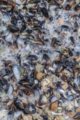 Shells and stones on the beach