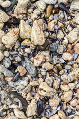 Shells and stones on the beach