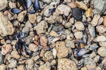 Shells and stones on the beach