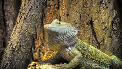 Un iguane
