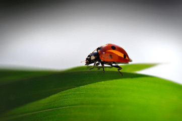 coccinelle sur herbe 